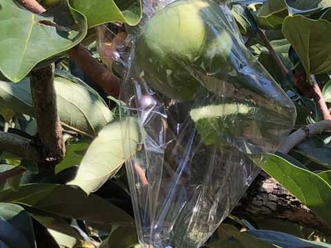 【11月中旬～下旬発送】希少！黒ゴマの紀の川柿　約1.8kg (6~8玉）