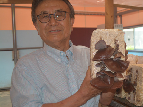 【潮風ぷりぷり食感！】純国産・潮風のミネラルたっぷりの『潮風生きくらげ』200g×2パック。栄養満点、美容にもいいキクラゲ