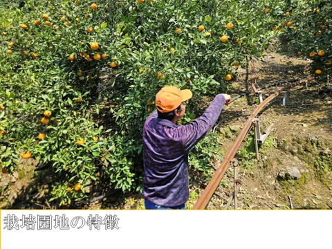 【本家・春峰】春を呼ぶプチプチ食感！爽やかな甘さがクセになる