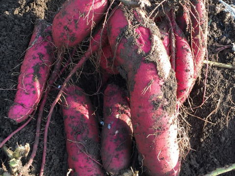 冬の楽しみ＊甘～い！紅はるか3kg～農薬/化学肥料・不使用