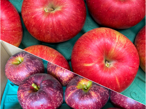 【夜市限定】秋りんご食べ比べセット　9個から12個