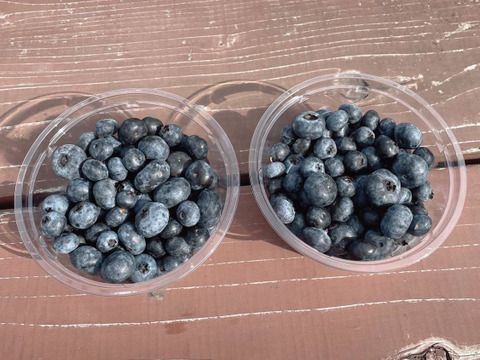 【生ブルーベリー】大粒品種•スパルタン&ダロウのミックス（北海道産）500g（250g×2）