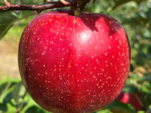 深い濃い紅！岩手江刺産【紅いわて】★★★贈答品５㎏