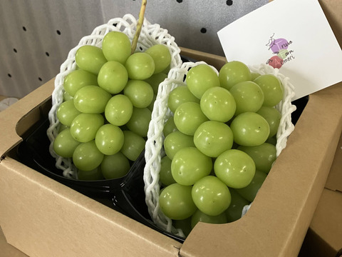 2026年予約販売★シャインマスカット 1～1.2kg（2房）☆農場イチオシ！パリッと新鮮、香り豊かな大粒シャインマスカットです。種なし、青森県産、贈答、ギフト、家庭用にも