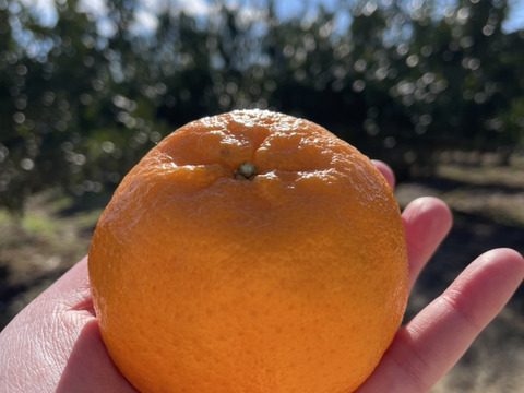 旨味良し、香り良しの完熟ポンカン（約５kg）