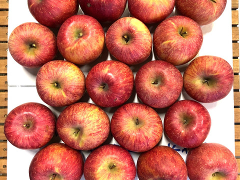 【りんご】木成り完熟りんご「サンふじ家庭用5ｋｇ」鮮度保持技術使用のフレッシュりんご