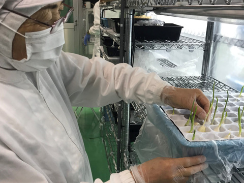 【残暑限定セール】根と芽も丸ごと食べられる！ロケット発芽にんにく『30本』＋訳あり品5本　岐阜産クリーンルーム水耕栽培　　　スプラウトにんにく