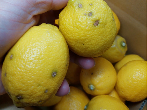 段々畑のレモン【超訳あり】2kg（箱込）