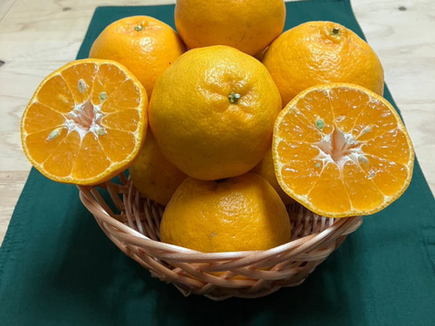 鹿児島県産「うんまかぁポンカン」箱込み2kg