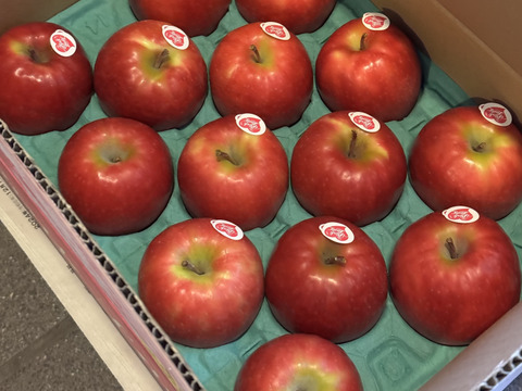 キュンとくる酸味りんご❗　ピンクレディー®（12個から16個）箱含め3キロ