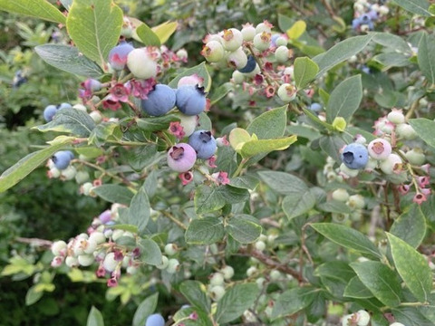 【道産自然栽培】冷凍ブルーベリー•1kg（古参品種ミックス）※まとめ買い対応