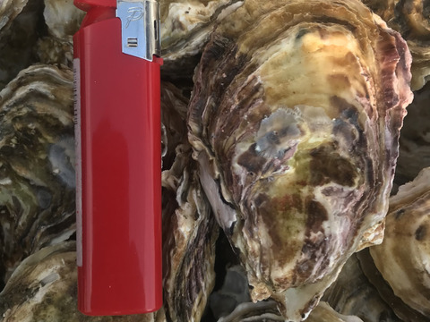 【生牡蠣】【生食用】三重県産 殻付き 浦村かき
S～Mサイズ 20個入り×5箱セット (2～4人前）
牡蠣 貝類 海鮮 BBQ バーベキュー 母の日父の日【冬ギフト】【生で食べれる美味い牡蠣】