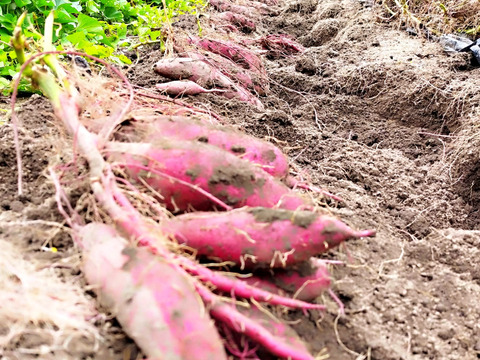 自然栽培！完熟紅はるか！１０kg