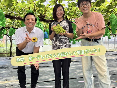 【先行予約】【 贈答用 】パリッと食感の高糖度タネ無しシャインマスカット！　1kg〜1.2kg  2房　/静岡市　 Mando Farm 直送　9月中旬〜10月発送
