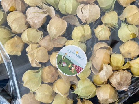 食用ほおずき 小粒品種 ストロベリートマトハニーゴールド 約500g