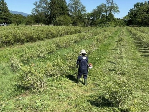 【採れたて！】道産自然栽培ズッキーニ・2kg （草の力だけで栽培したこだわりの無肥料野菜）