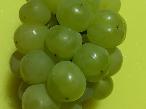 棚田で育てた🍇岡山県産瀬戸ジャイアンツ（ご家庭用・２ｋｇ）