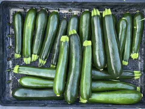 【菌ちゃん農法】朝採れ! ズッキーニ 和歌山県産 2kg 化学肥料・動物性肥料・農薬不使用