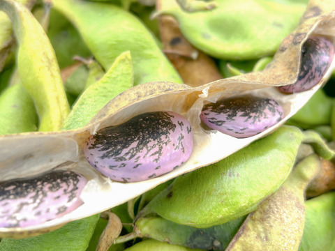 ほくほく美味しい！『特選大粒 高原紫花豆』農薬・化学肥料・除草剤不使用  500g