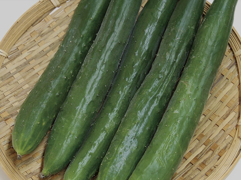 長野県産きゅうり2kg