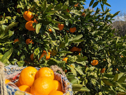 蔵出しみかん約3kg世界農業遺産認定の和歌山県海南市下津町の特産品