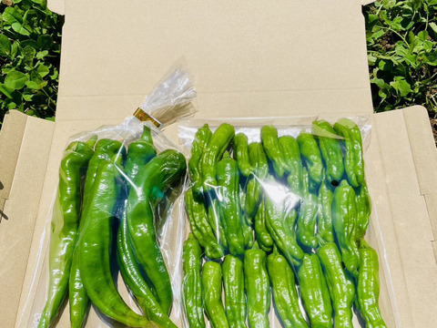 「ししとう200g」「万願寺とうがらし150g」の風味豊かな緑黄色野菜セット