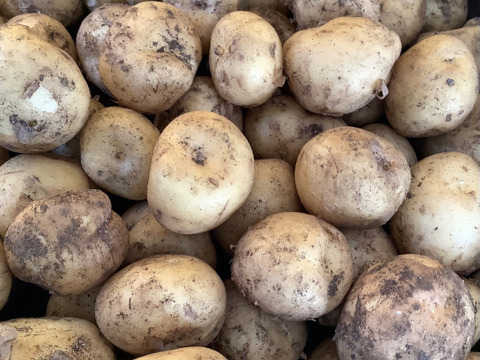 【皮ごと安心！】男爵じゃがいも(一口サイズ)1㎏　知多半島産