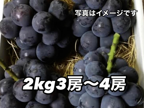 岡山県産オーロラブラック 4房 岡山産オーロラブラック 小林農園 | G-Callショッピング