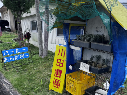 沖縄県石垣島産ピーチパイン2kg入り