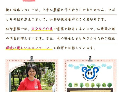 黄金に輝く甘い桃「黄金桃」贈答用　3kg（約8～12玉）