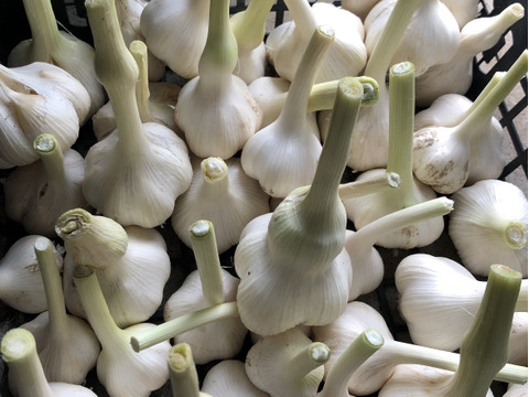 旬の固定種★おまかせ野菜セット★80サイズ