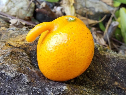 ぷりぷり！はるみ　和歌山みかん　秀品　Mサイズ　22個入り　贈答用