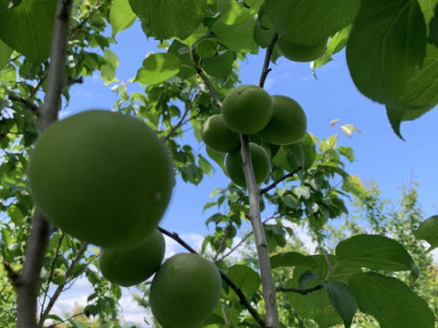 まじりっけなし！自然栽培の青梅『梅郷』1kg 梅シロップ・梅酒に最適！農薬不使用