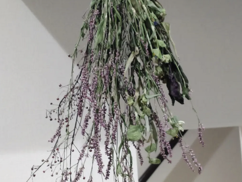 野草「イヌタデ」別名「アカマンマ」生葉☆可愛いピンク色の花部を料理の彩りに☆畑内の管理された場所でのイヌタデ🌿10本以上🏣ゆうパック