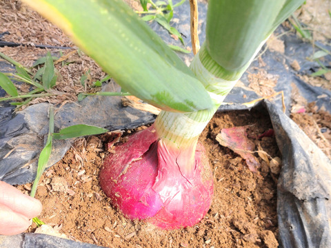 【農薬不使用 新玉ねぎ３kg】 農薬、除草剤、化学肥料等不使用 ☆玉ねぎ３キロ（80サイズ段ボールにほぼ満杯分です）☆農薬、除草剤、化学肥料不使用（葉の部分はお付けいたしません）