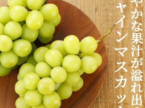 山梨県シャインマスカット家庭用3房