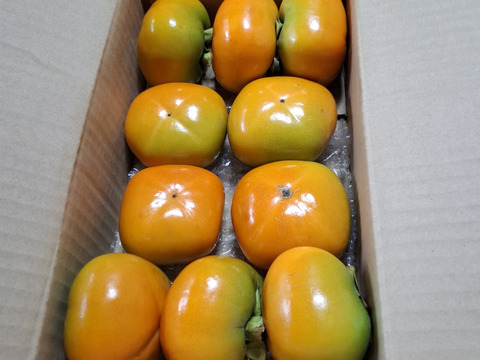 【たねなし柿】果汁たっぷりまろやかな甘さ　18～26個（約5kg）