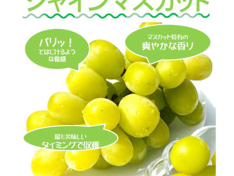 お試し価格限定5箱シャインマスカット1kg 2から3房愛媛西条市