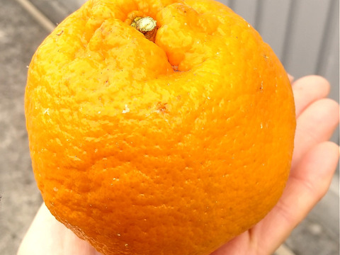 ぽんかん　家庭用4㎏ 　2月末までの出荷分まで