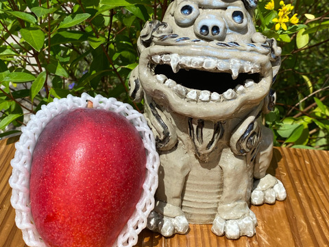 [予約]沖縄県産マンゴー1.5㎏（4～6玉）
ご家庭用