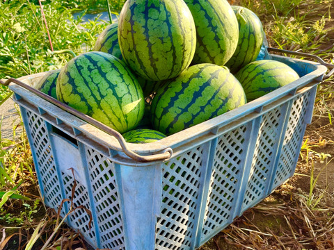 【朝どれ】爽やかな甘さ！千葉県船橋産小玉スイカ『愛娘さくら』1玉