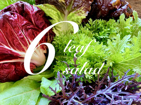 6種のリーフ 厳選野菜のサラダmix 1000g