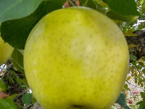 【お届けは11月～】王林(おうち用)「青い見た目に似合わず酸味が少なく甘くサクッとした食感もお楽しみ下さい♪」約３ｋｇ