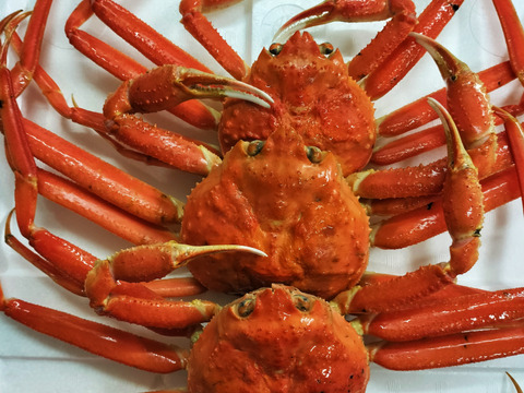 【山陰冬の名物】超お買い得！紅ズワイガニ　3杯