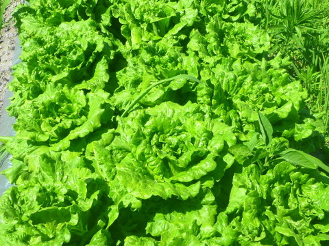 【夏ギフト】炒めてうまい★チャオレタス＊2株
　　　　ワインレッドの力★赤レタス2株～農薬/化学肥料・不使用