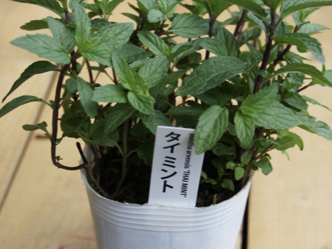 タイミント(サラネー)[食用]  ［あわせ買い対象商品は3つまで同梱可］