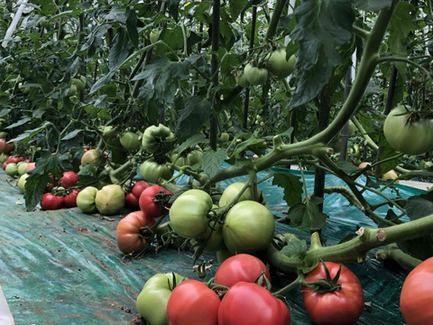 【ありさん専用】【24粒入り】SMサイズのこてらんねぇトマト