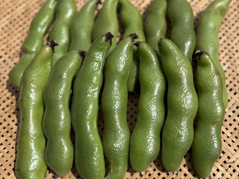 初夏の旬！🫛✨オーガニック空豆　2kg 
Organic Fava beans 【有機JAS認証取得】