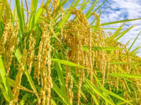 R7年産 北海道鷹栖町産 ななつぼし（精米5kg）
寒暖差が育む旨み【すずき農園】