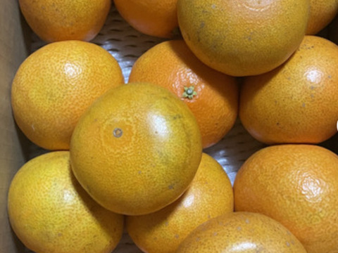 【訳あり】そらまどんな 天空の果樹園 愛媛産まどんな 5kg